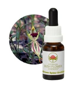 Green Spider Orchid, 15 ml